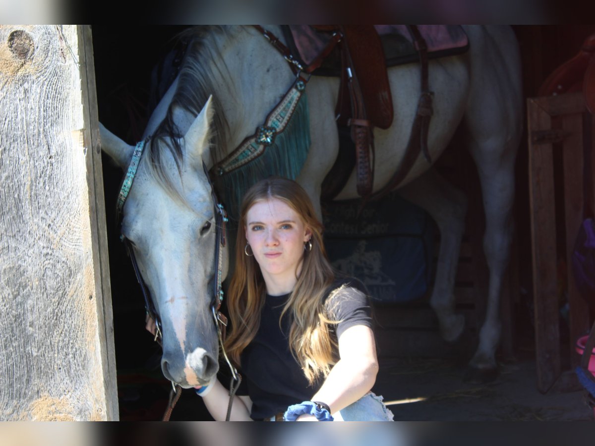 American Quarter Horse Mix Giumenta 11 Anni 152 cm Grigio trotinato in Gillett