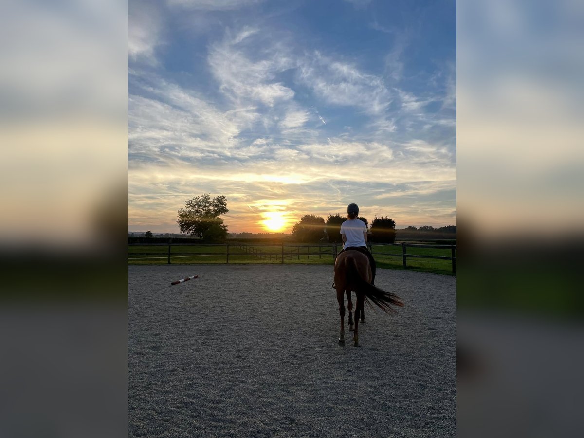 American Quarter Horse Mix Giumenta 11 Anni 158 cm Sauro scuro in Veržej