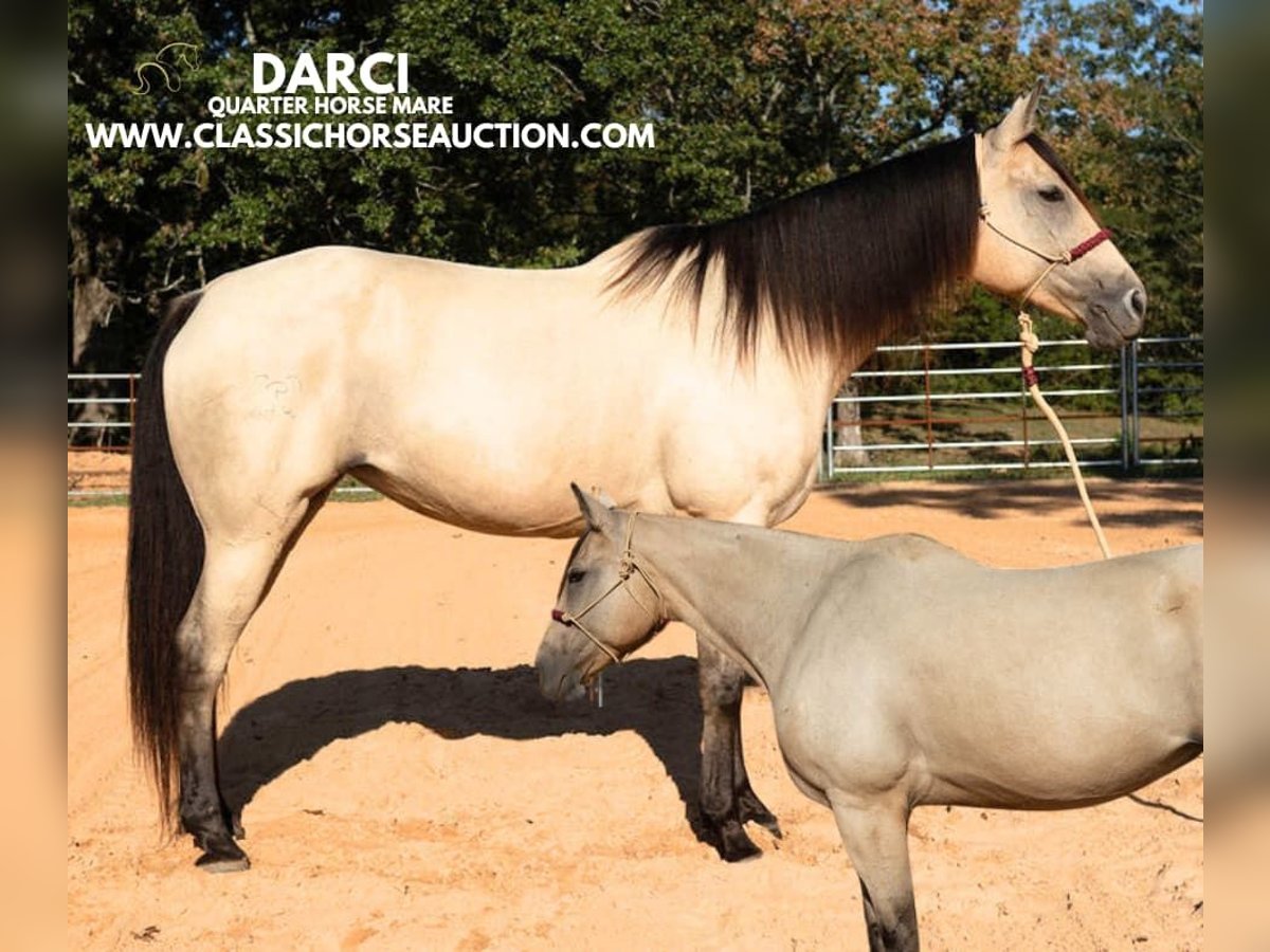 American Quarter Horse Giumenta 11 Anni 163 cm Pelle di daino in Morrilton, AR