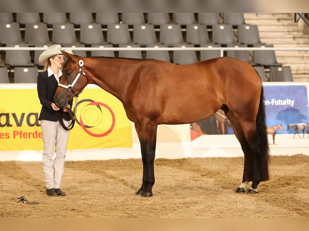 American Quarter Horse Giumenta 11 Anni 165 cm Baio in Binnen