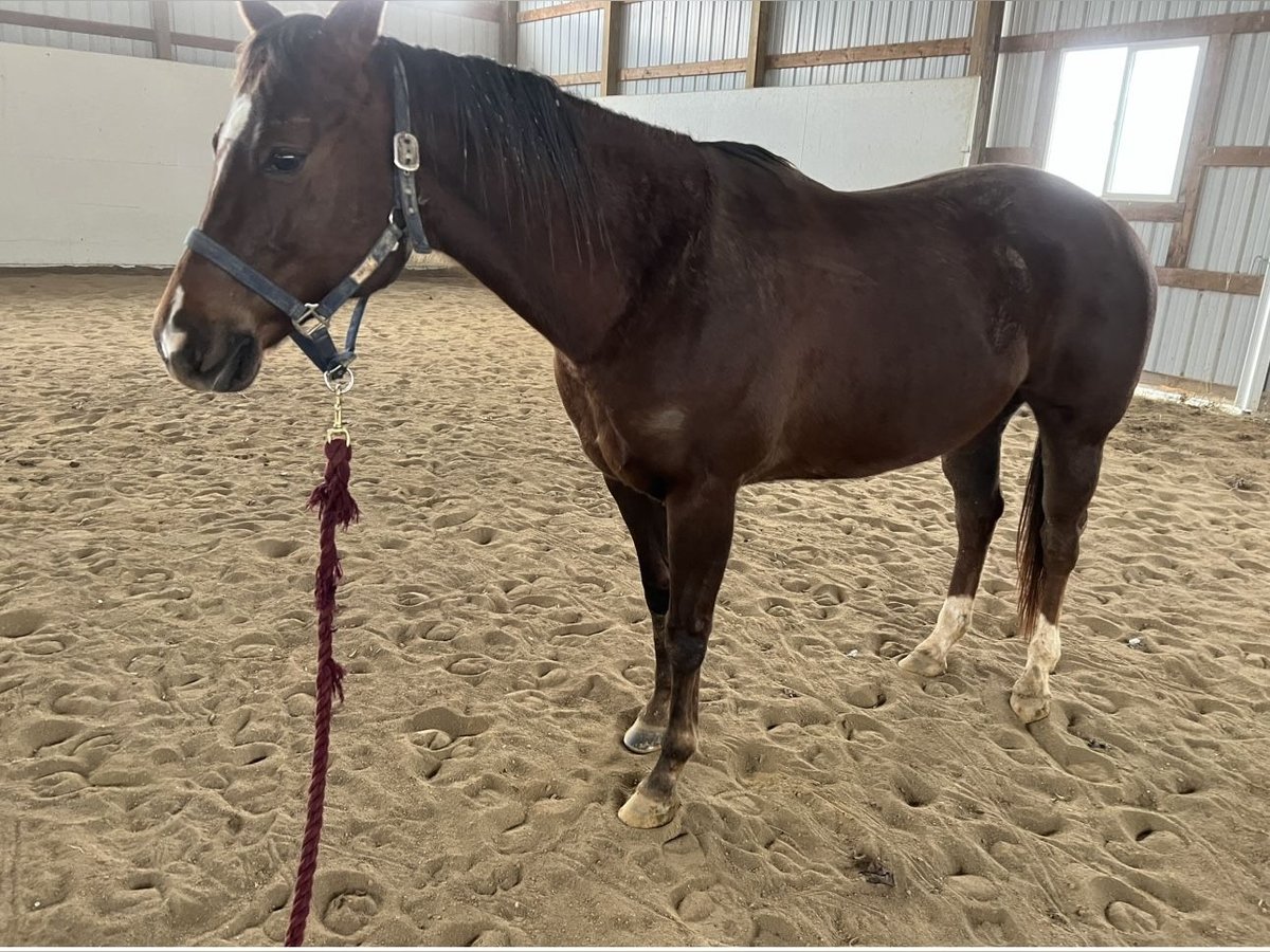 American Quarter Horse Giumenta 11 Anni Sauro scuro in Union