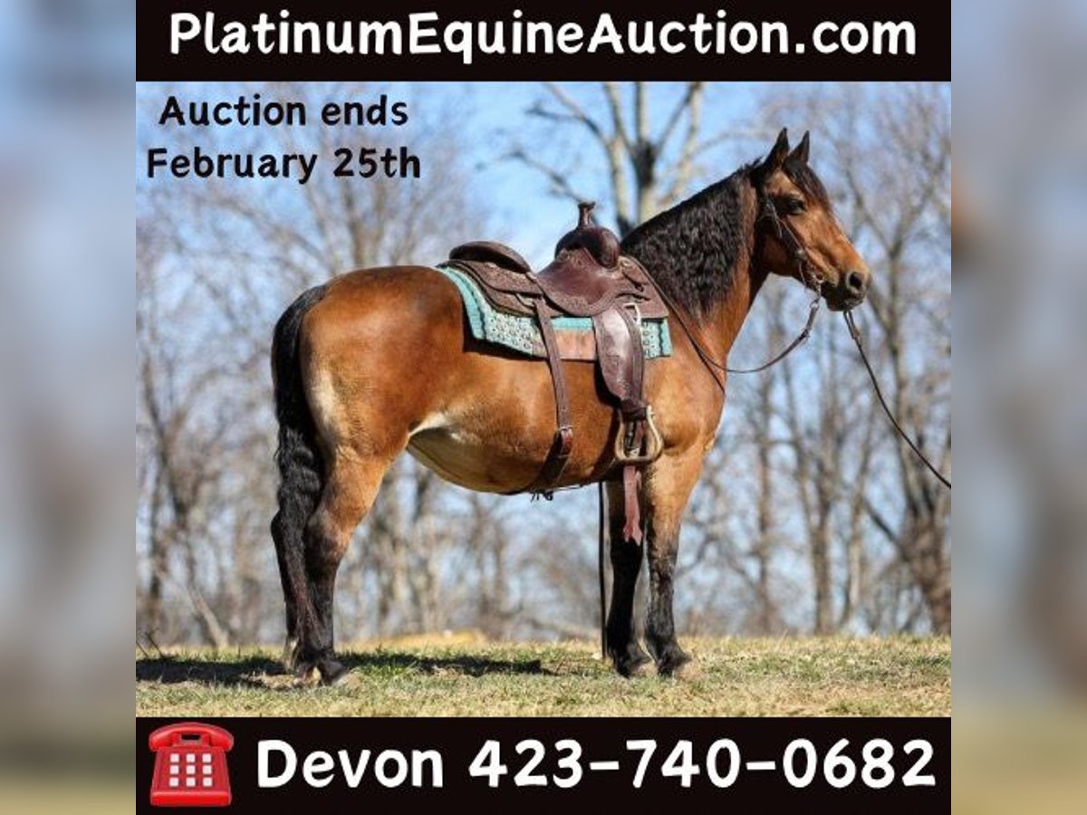 American Quarter Horse Giumenta 12 Anni 142 cm Pelle di daino in Cleveland TN