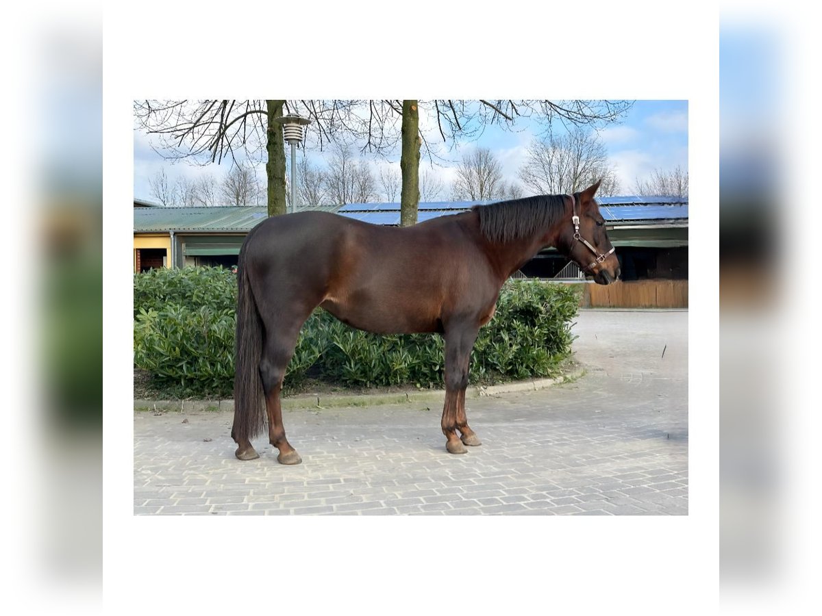 American Quarter Horse Giumenta 12 Anni 148 cm Sauro scuro in Marl