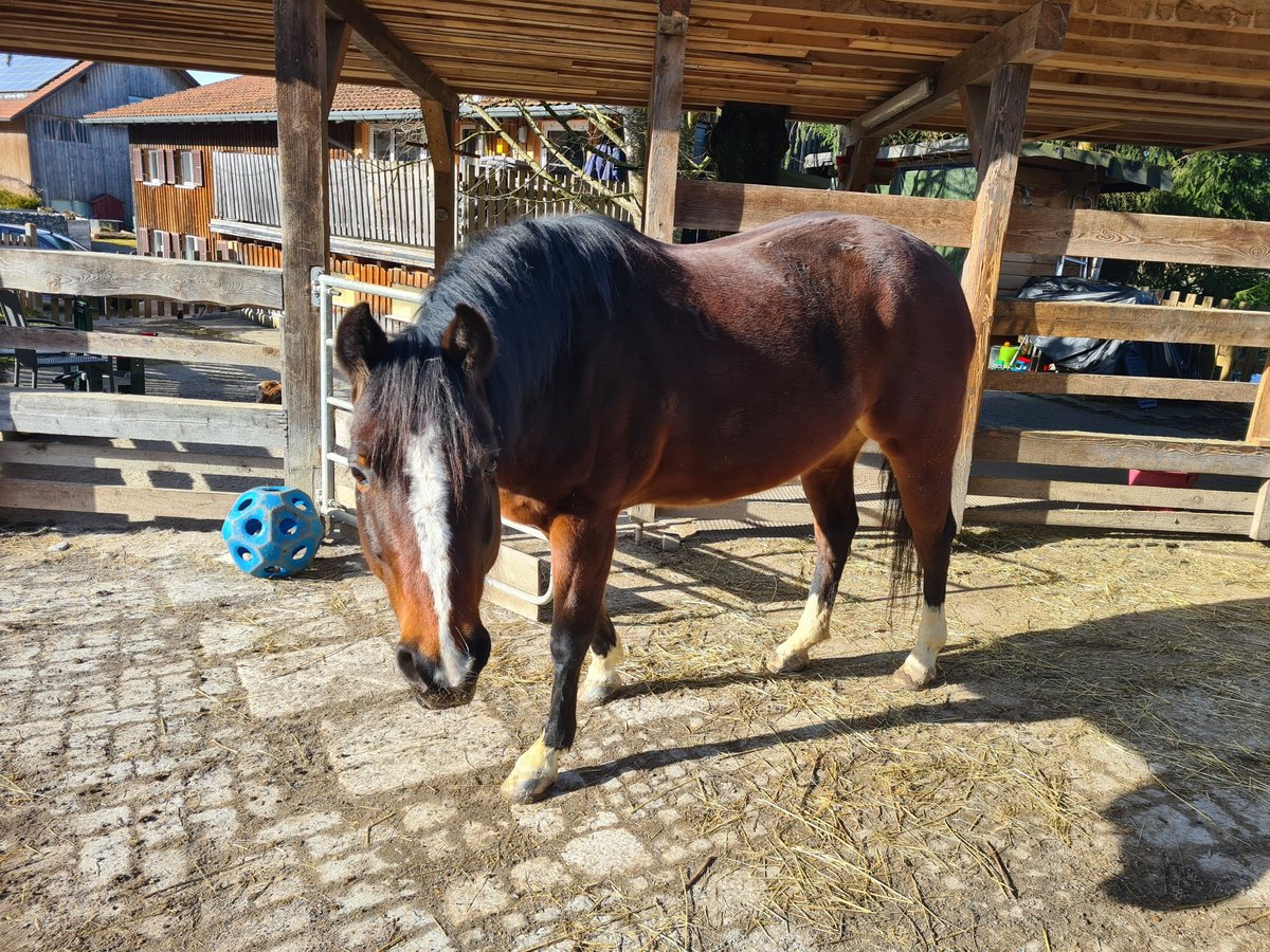 American Quarter Horse Giumenta 12 Anni 149 cm Baio scuro in Sulzberg