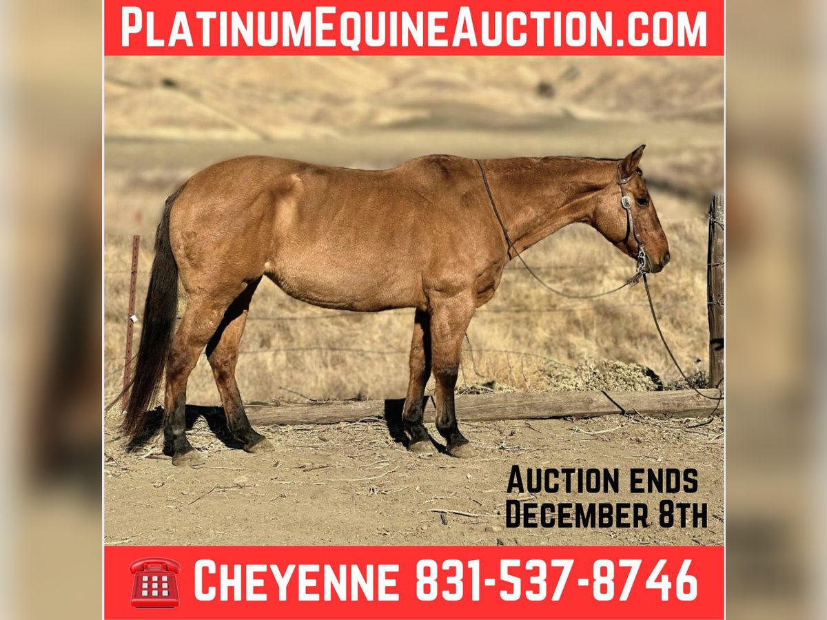 American Quarter Horse Giumenta 12 Anni 150 cm Falbo in Bitterwater CA