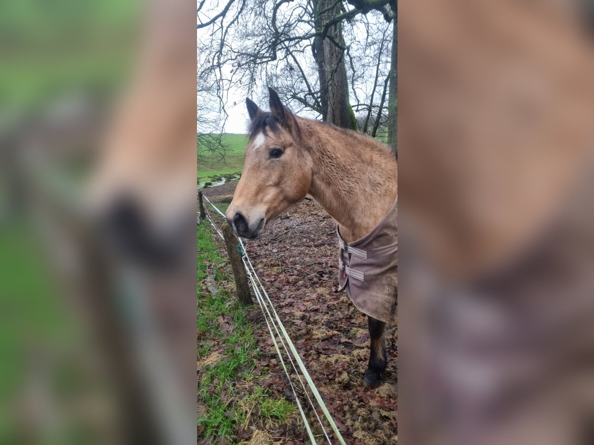 American Quarter Horse Giumenta 12 Anni 150 cm Pelle di daino in Nümbrecht