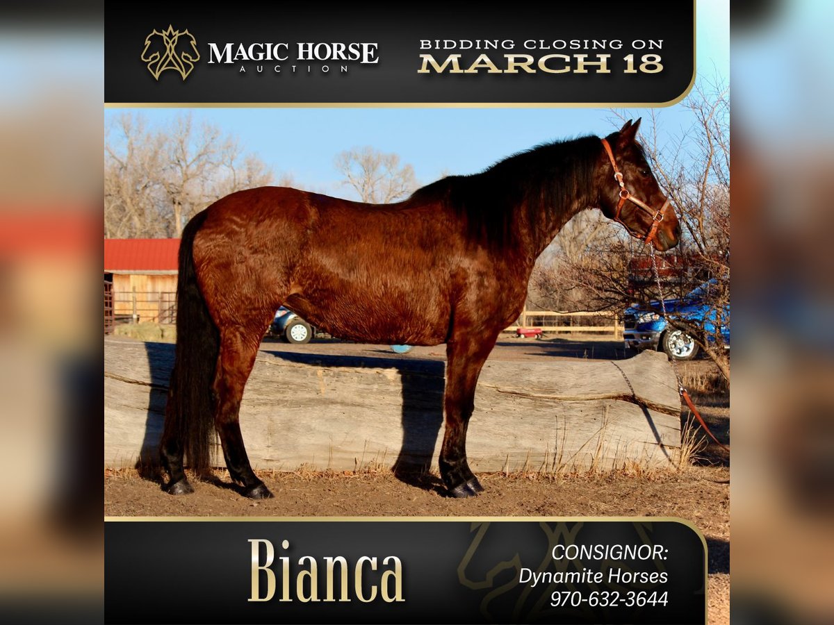 American Quarter Horse Giumenta 12 Anni 152 cm Baio ciliegia in Fort Collins