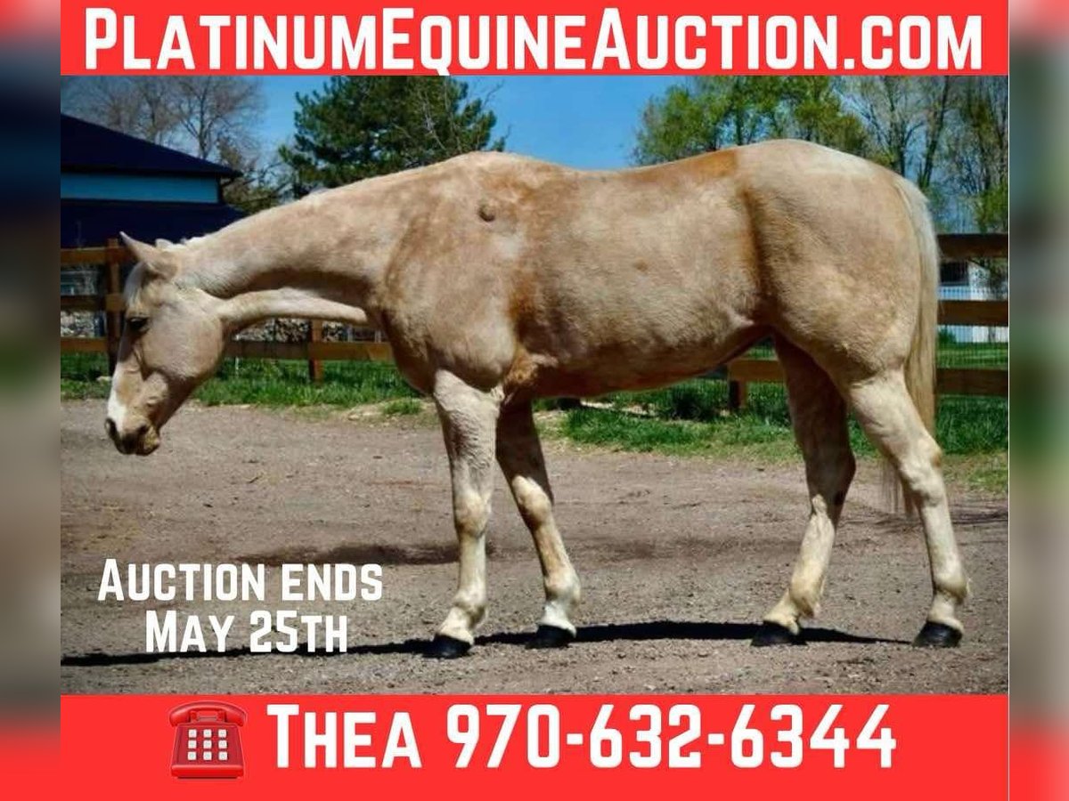 American Quarter Horse Giumenta 12 Anni 152 cm Palomino in Fort Collins Co