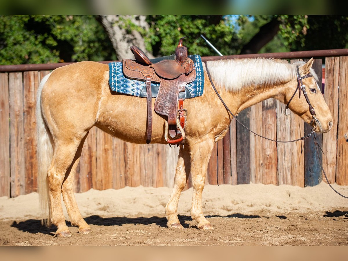 American Quarter Horse Giumenta 12 Anni Palomino in Murrieta, CA