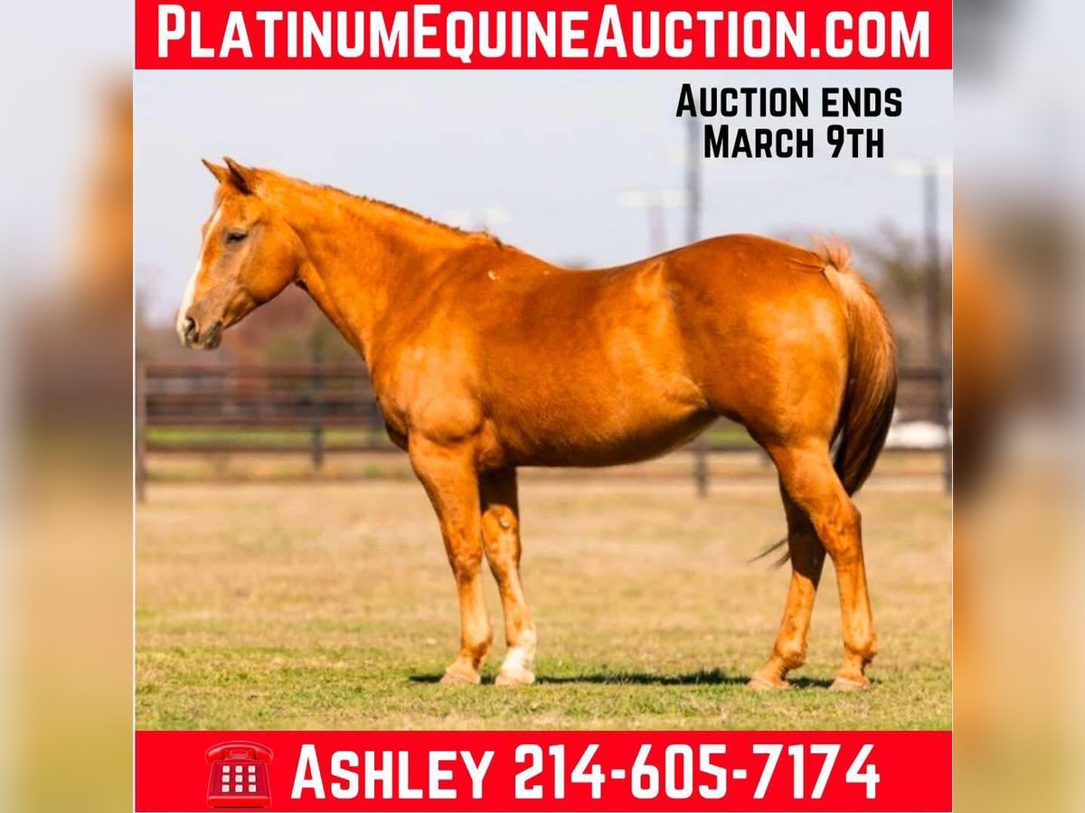 American Quarter Horse Giumenta 12 Anni Palomino in Weatherford TX