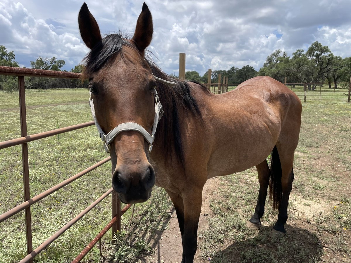 American Quarter Horse Giumenta 12 Anni Roano rosso in Wimberley