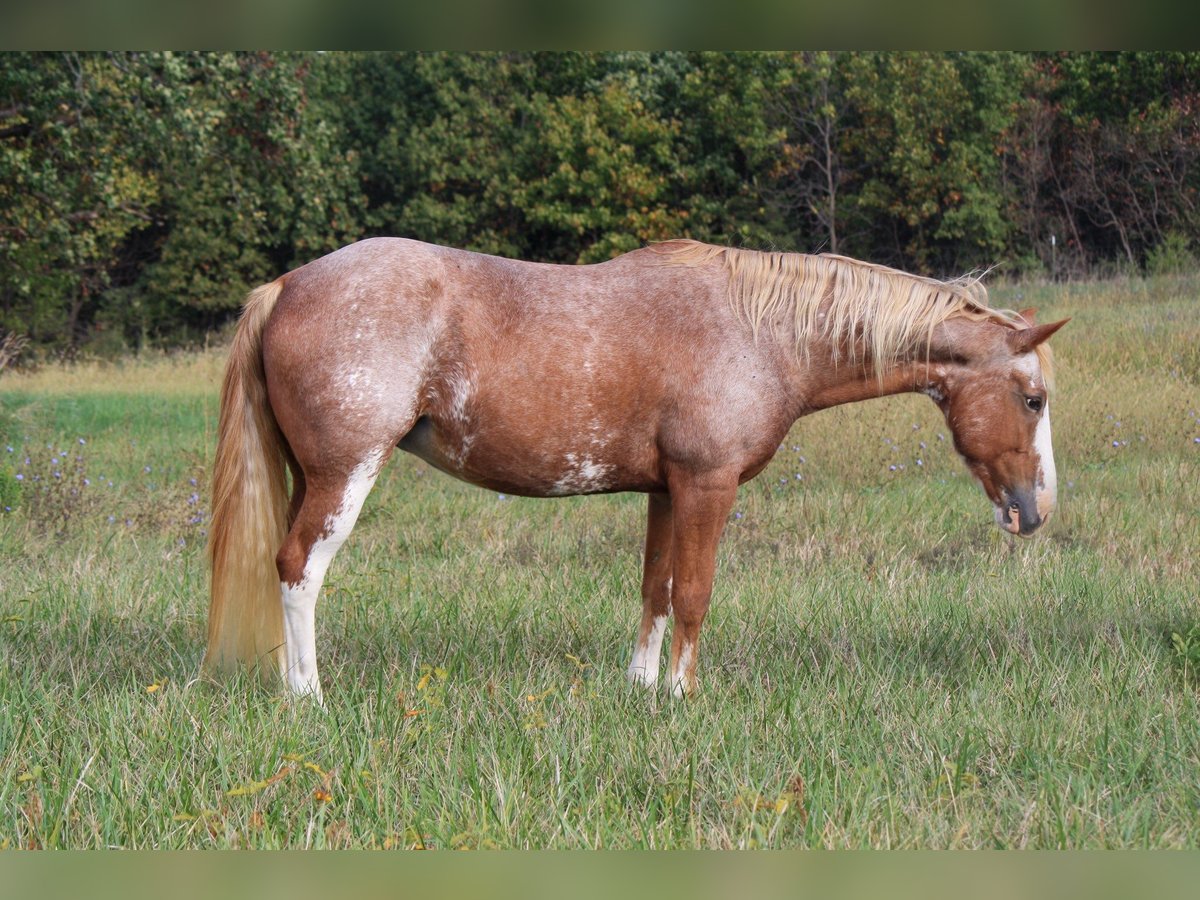 American Quarter Horse Giumenta 12 Anni Sabino in Owensville American Quarter Horse Giumenta 12 Anni Sabino in Owensville