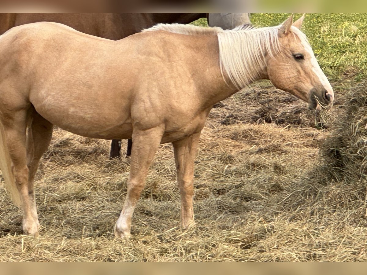 American Quarter Horse Giumenta 13 Anni 142 cm Palomino in Gallatin,Tennessee