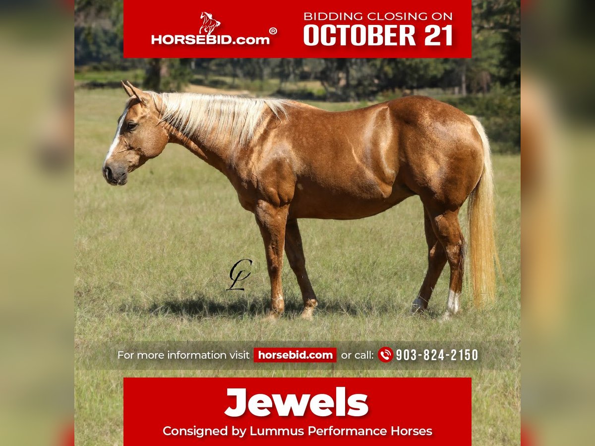 American Quarter Horse Giumenta 13 Anni 147 cm Palomino in Bloomburg, TX