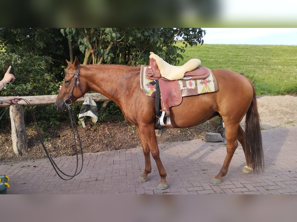 American Quarter Horse Giumenta 13 Anni 148 cm Sauro ciliegia in Kleve