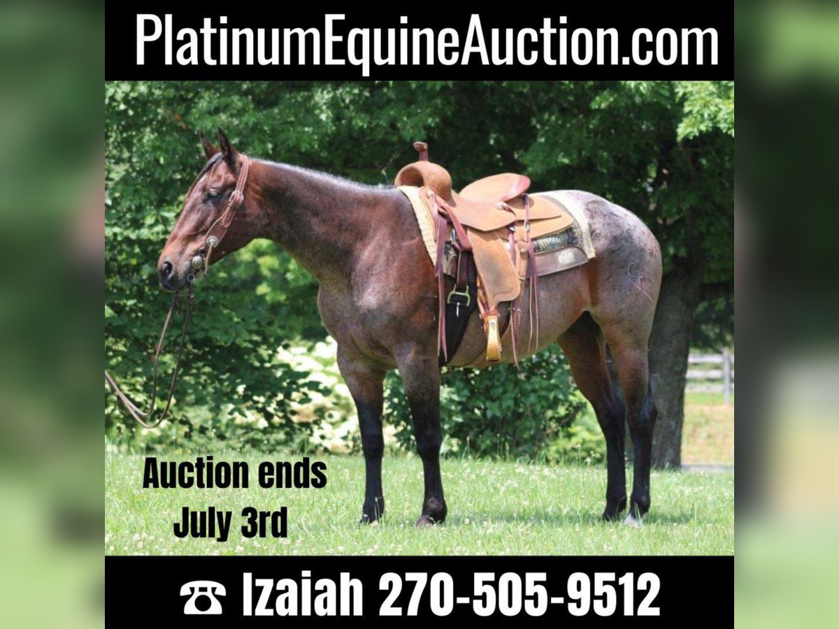 American Quarter Horse Giumenta 13 Anni 150 cm Baio roano in Rineyville KY