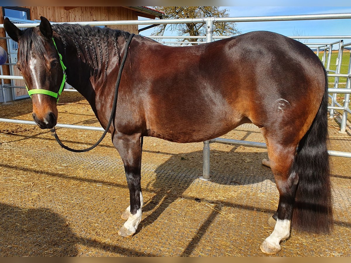 American Quarter Horse Giumenta 13 Anni 150 cm in Baumgarten