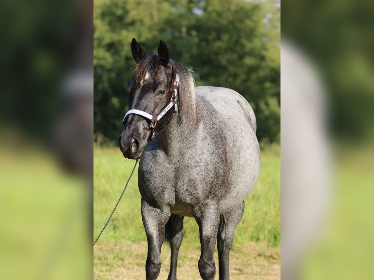 American Quarter Horse Giumenta 13 Anni 150 cm Roano blu in Rostock