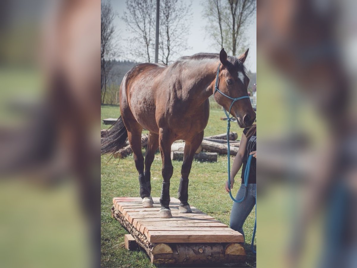 American Quarter Horse Giumenta 13 Anni 152 cm Baio in Albstadt