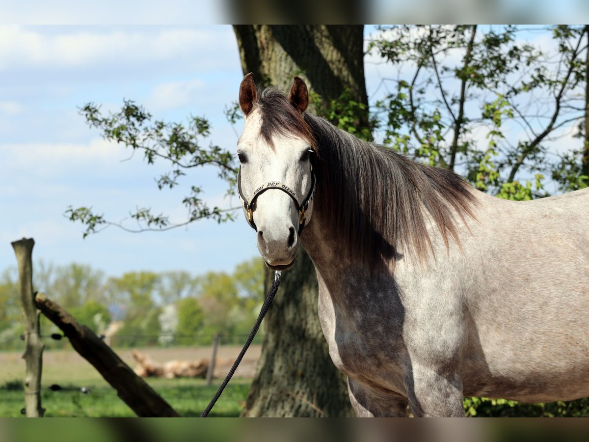 American Quarter Horse Giumenta 13 Anni 152 cm Grigio pezzato in Zossen