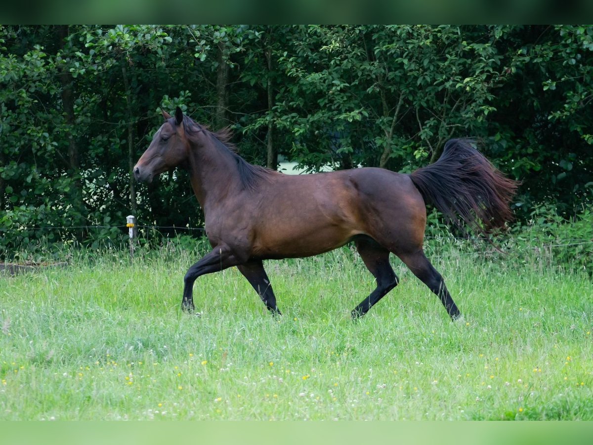 American Quarter Horse Giumenta 14 Anni 148 cm Baio in NeumünsterNeumünsterr