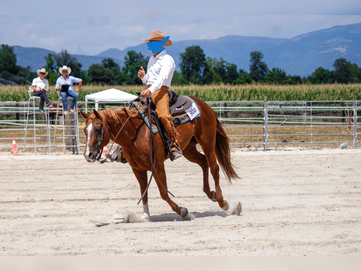 American Quarter Horse Giumenta 14 Anni 148 cm Sauro in Formignana