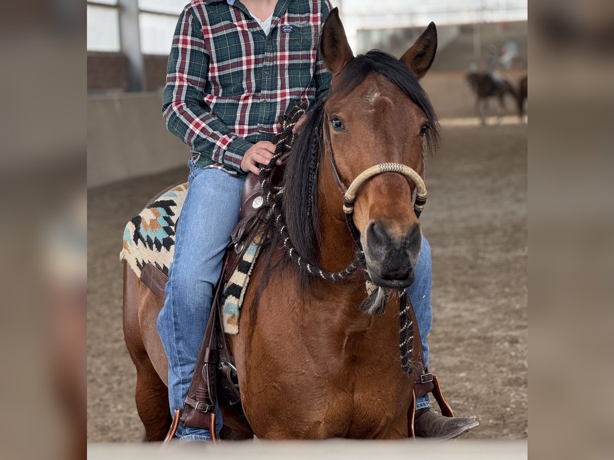 American Quarter Horse Mix Giumenta 14 Anni 149 cm Baio in Alsdorf