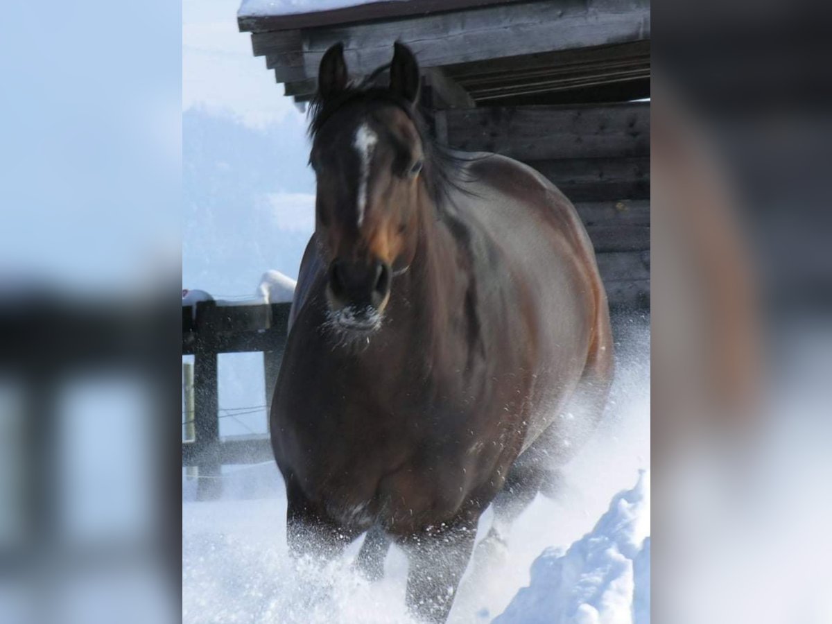 American Quarter Horse Giumenta 14 Anni 149 cm Baio scuro in Schärding