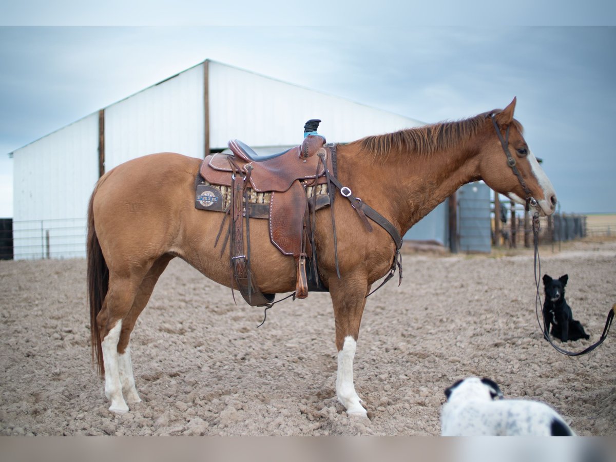 American Quarter Horse Giumenta 14 Anni 152 cm Falbo in Sidney, NE