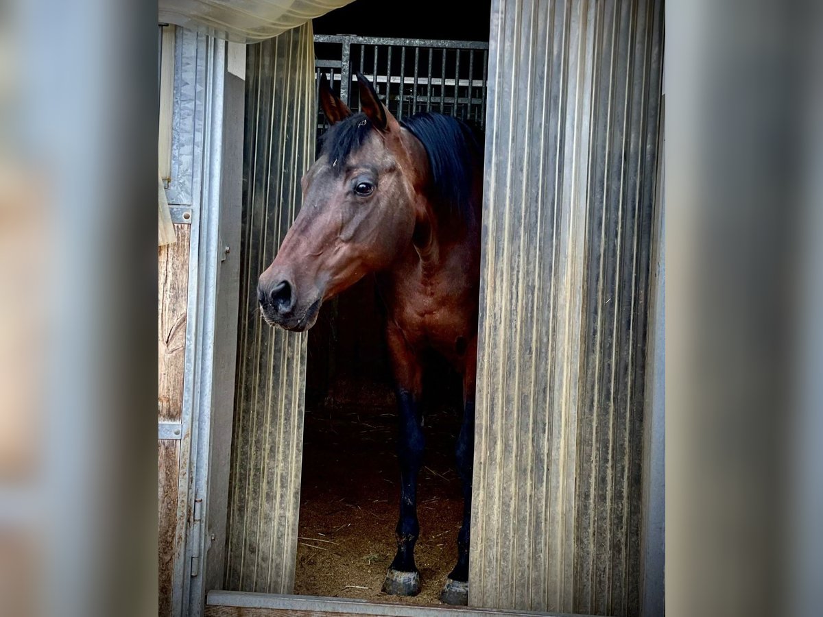 American Quarter Horse Giumenta 14 Anni 153 cm in Sankt Leonhard in Passeier