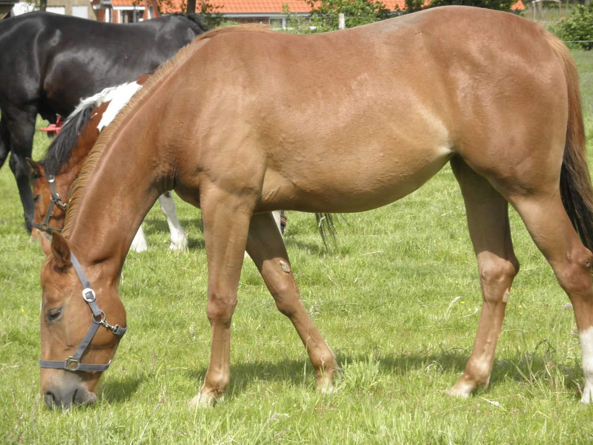 American Quarter Horse Giumenta 14 Anni 155 cm Sauro in Westerstede