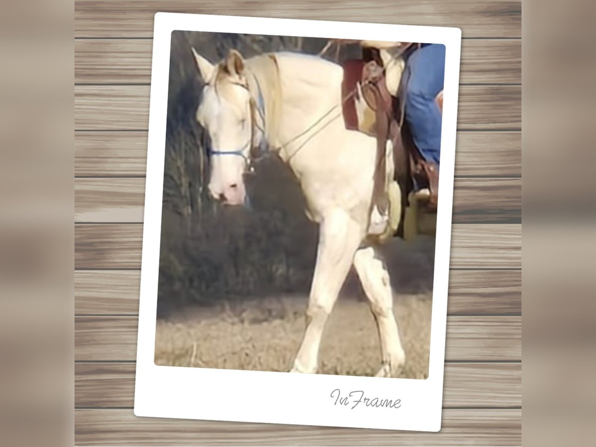 American Quarter Horse Giumenta 15 Anni 150 cm Perlino in Tann