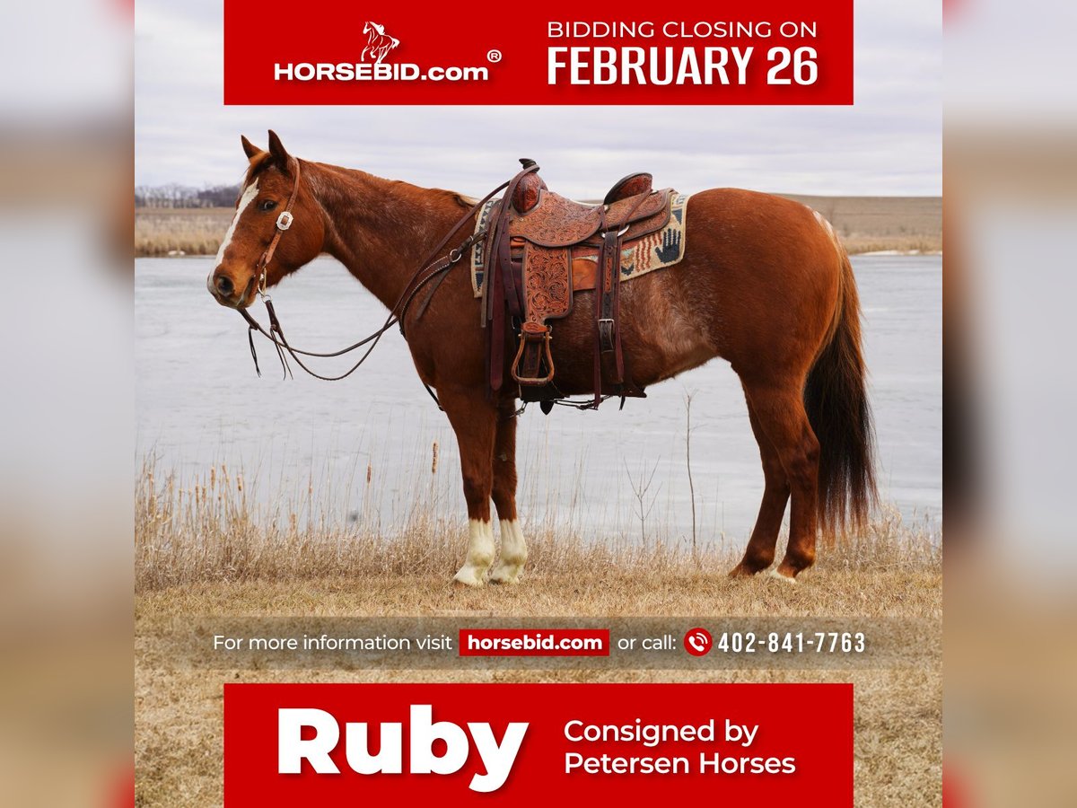 American Quarter Horse Giumenta 15 Anni 152 cm Roano rosso in Valley Springs