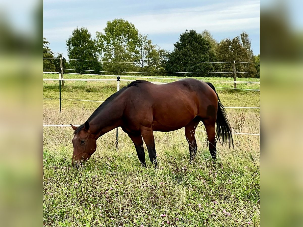 American Quarter Horse Giumenta 15 Anni 153 cm Baio in Jetzendorf