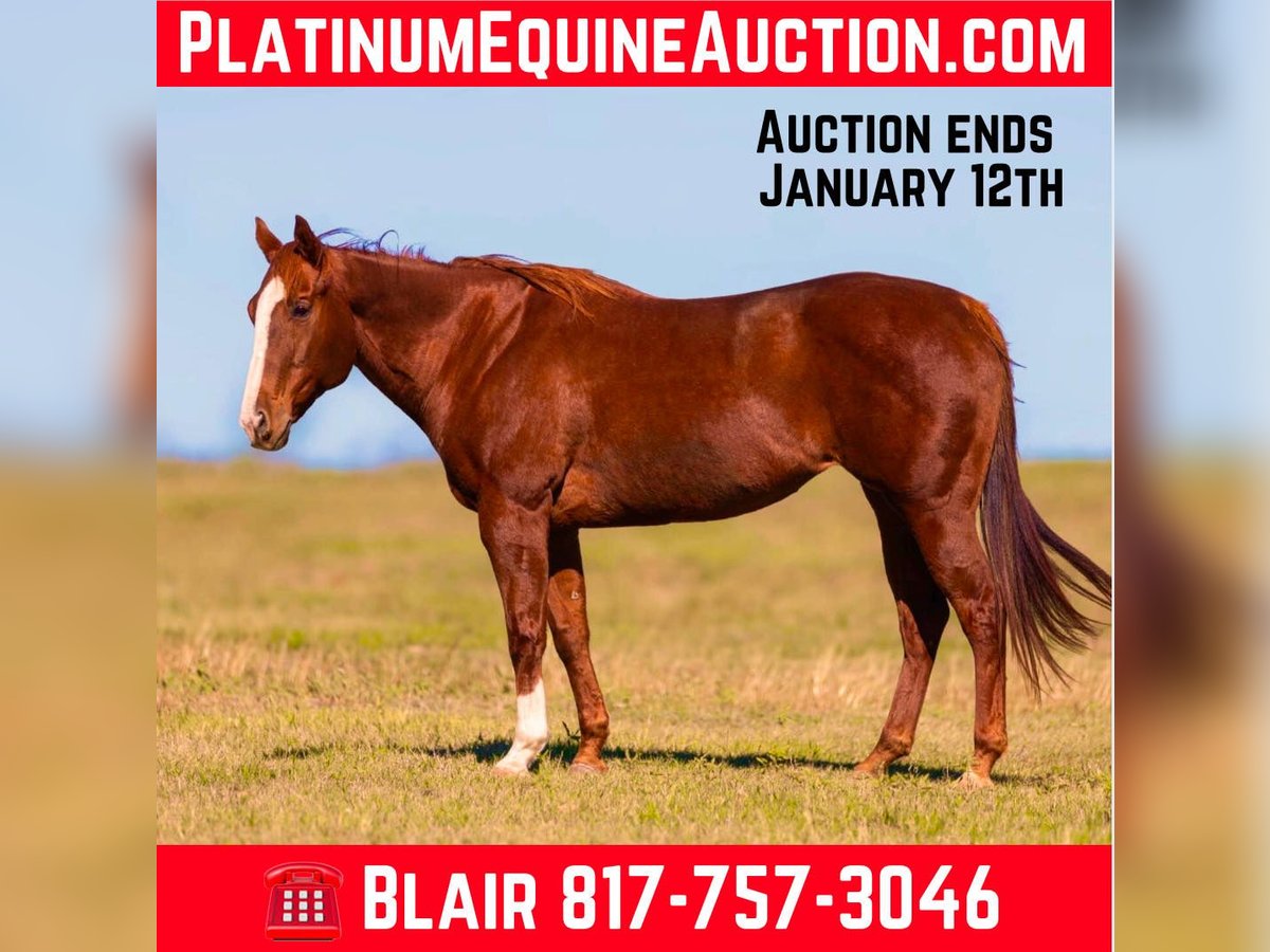 American Quarter Horse Giumenta 15 Anni 157 cm Sauro ciliegia in Weatherford TX