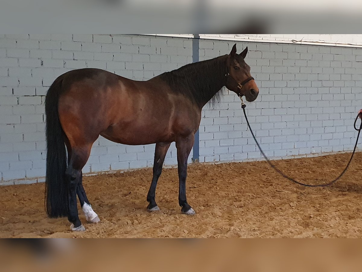 American Quarter Horse Giumenta 16 Anni 151 cm Baio in Wermelskirchen