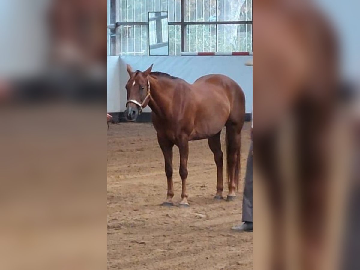 American Quarter Horse Giumenta 16 Anni 155 cm Sauro scuro in Schulzendorf bei Eichwalde