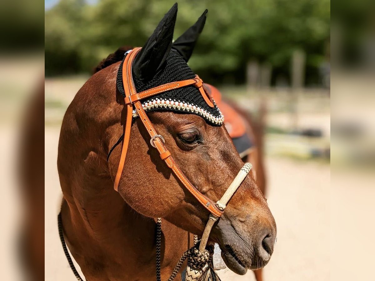 American Quarter Horse Giumenta 16 Anni 155 cm Sauro scuro in Schulzendorf