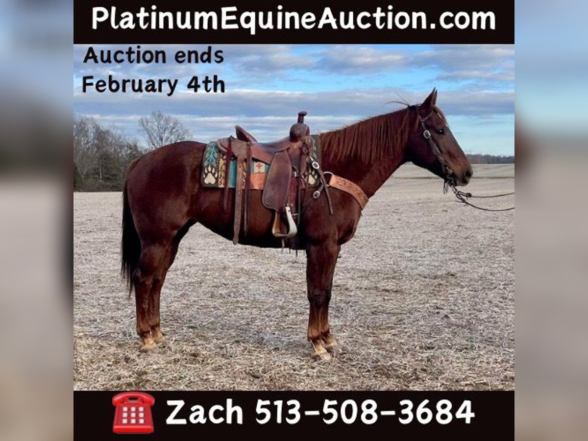 American Quarter Horse Giumenta 16 Anni 155 cm Sauro scuro in Moscow OH