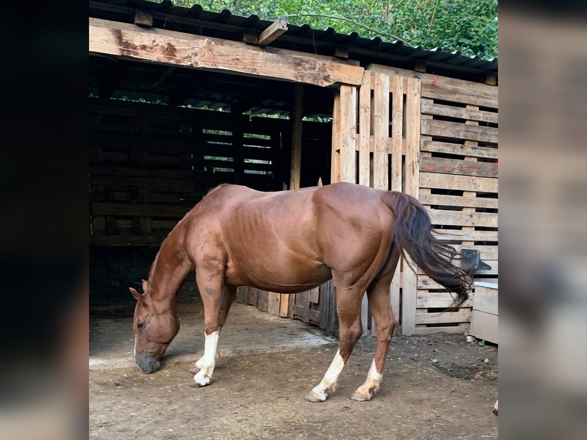 American Quarter Horse Giumenta 17 Anni 140 cm Sauro in Saarbrücken