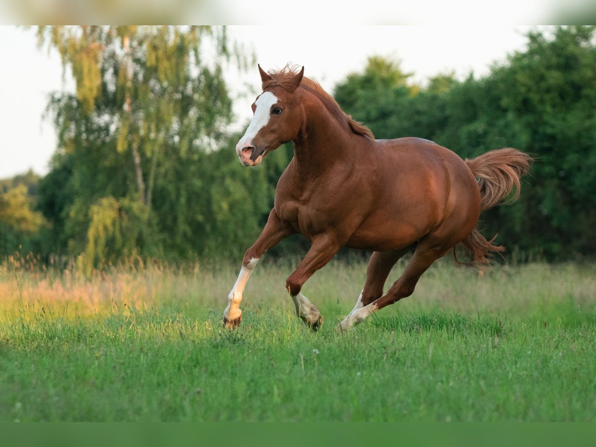 American Quarter Horse Mix Giumenta 17 Anni 148 cm Sauro in Steyerberg