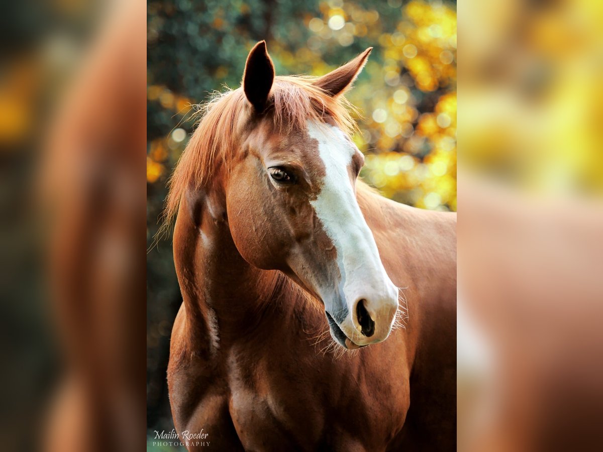 American Quarter Horse Giumenta 17 Anni 153 cm Sauro ciliegia in Jübar