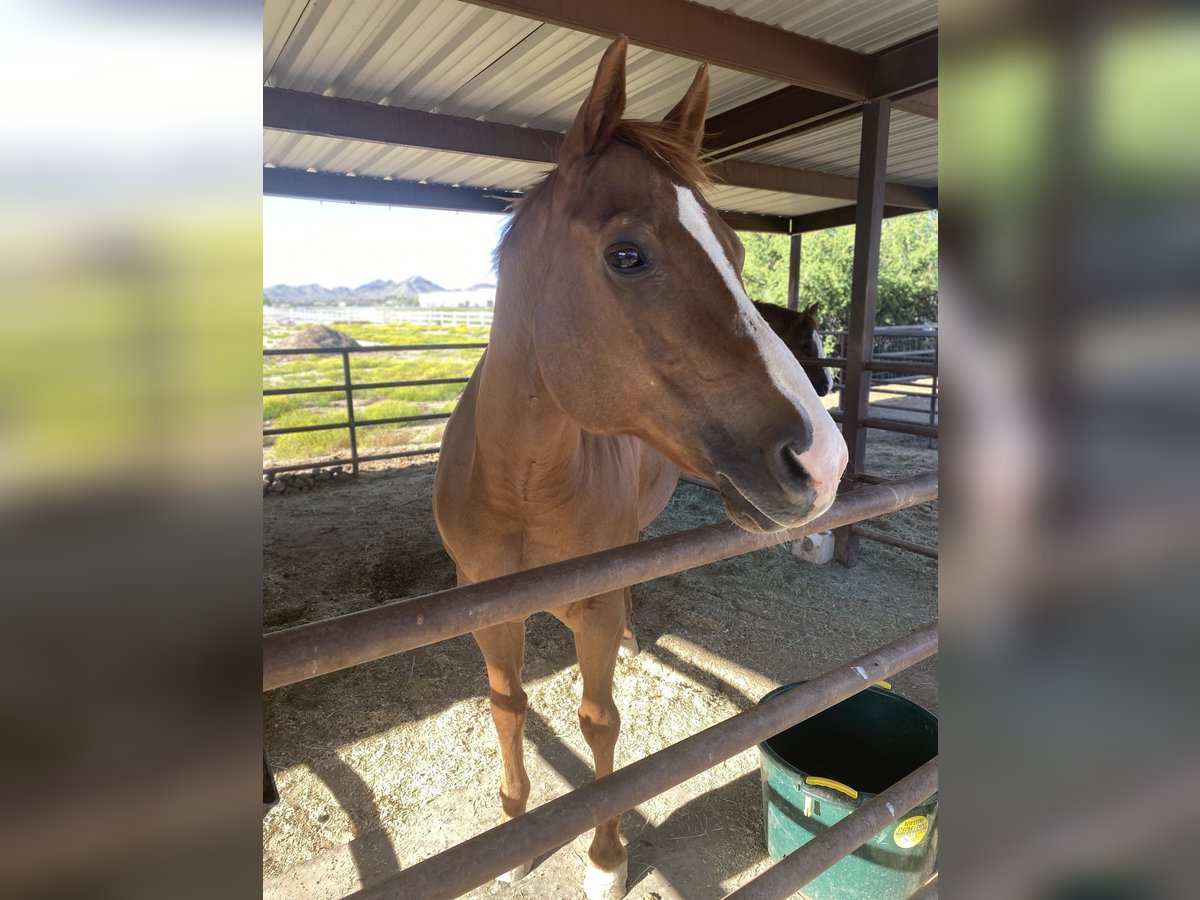 American Quarter Horse Giumenta 17 Anni 163 cm Sauro scuro in Queen Creek