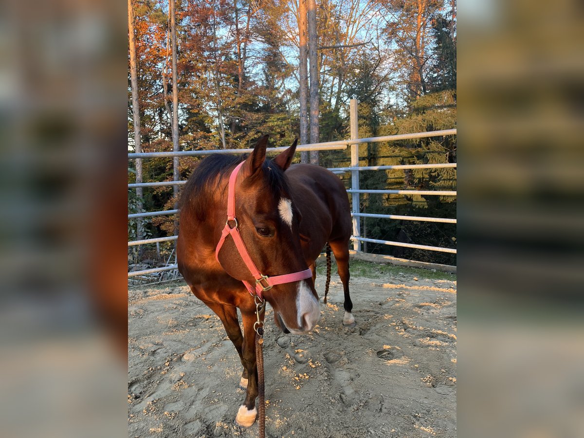 American Quarter Horse Giumenta 17 Anni in Zöbern