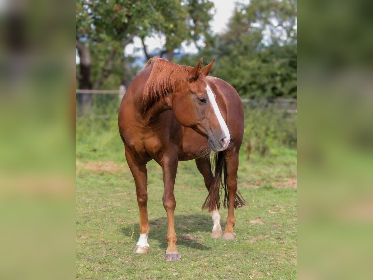 American Quarter Horse Giumenta 19 Anni 150 cm Sauro in Alfeld (Leine)Alfeld