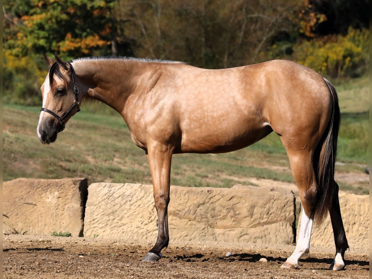 American Quarter Horse Giumenta 1 Anno 142 cm Pelle di daino in Millersburg