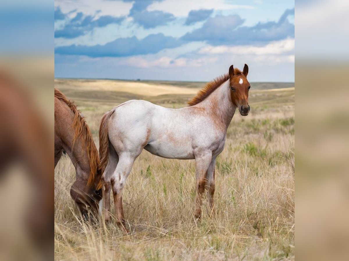 American Quarter Horse Giumenta 1 Anno 142 cm Roano rosso in Sidney, NE