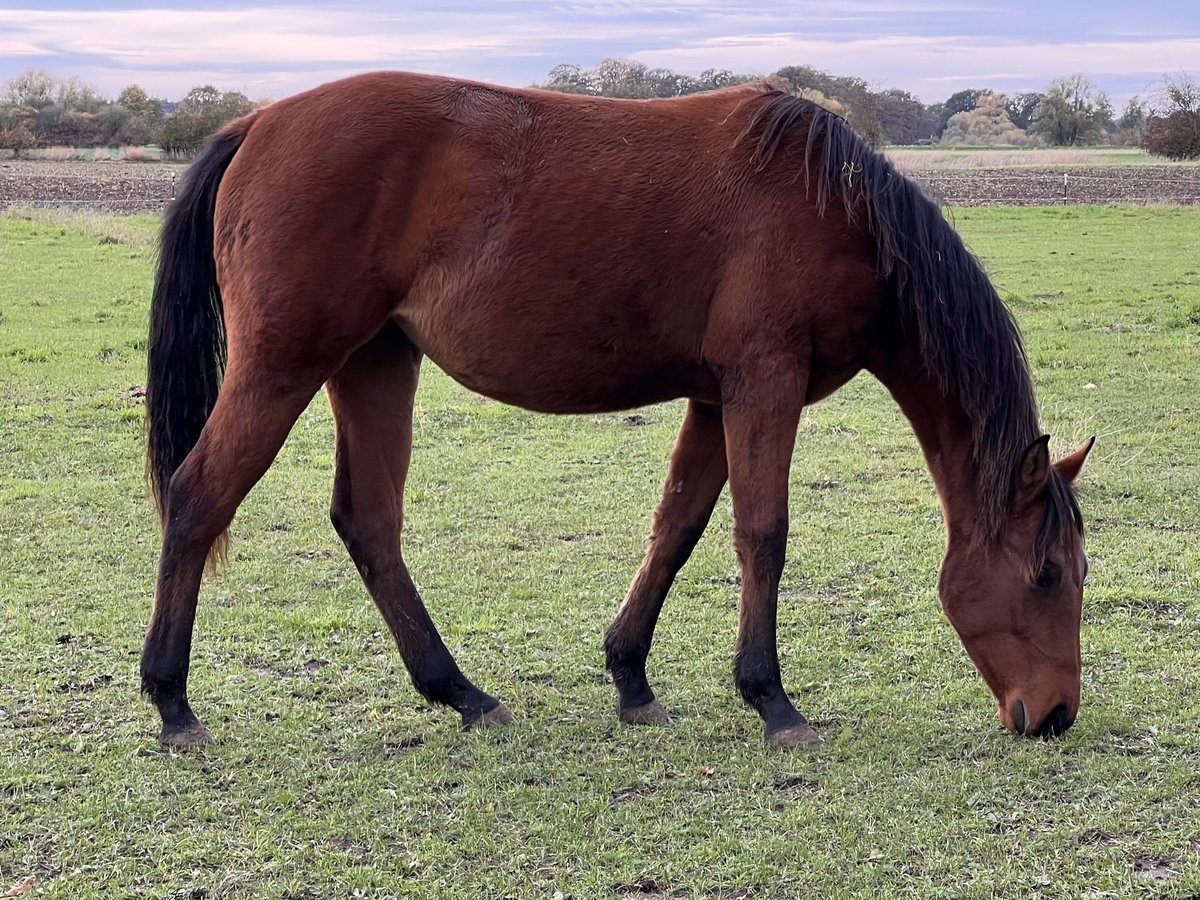 American Quarter Horse Giumenta 1 Anno 150 cm Baio in Neustadt am R&#xFC;benberge