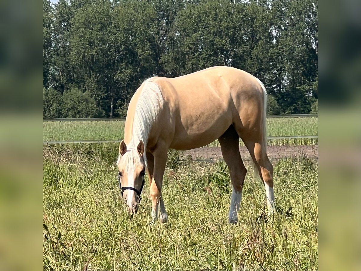 American Quarter Horse Giumenta 1 Anno 150 cm Palomino in Diepenau