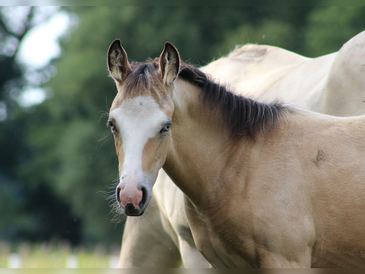 American Quarter Horse Giumenta 1 Anno 150 cm Pelle di daino in Stade